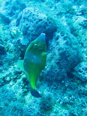 Cantherhines macrocerus