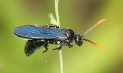 Scolia affinis