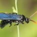 Scolia affinis - Photo (c) Amila P Sumanapala, algunos derechos reservados (CC BY-NC), subido por Amila P Sumanapala