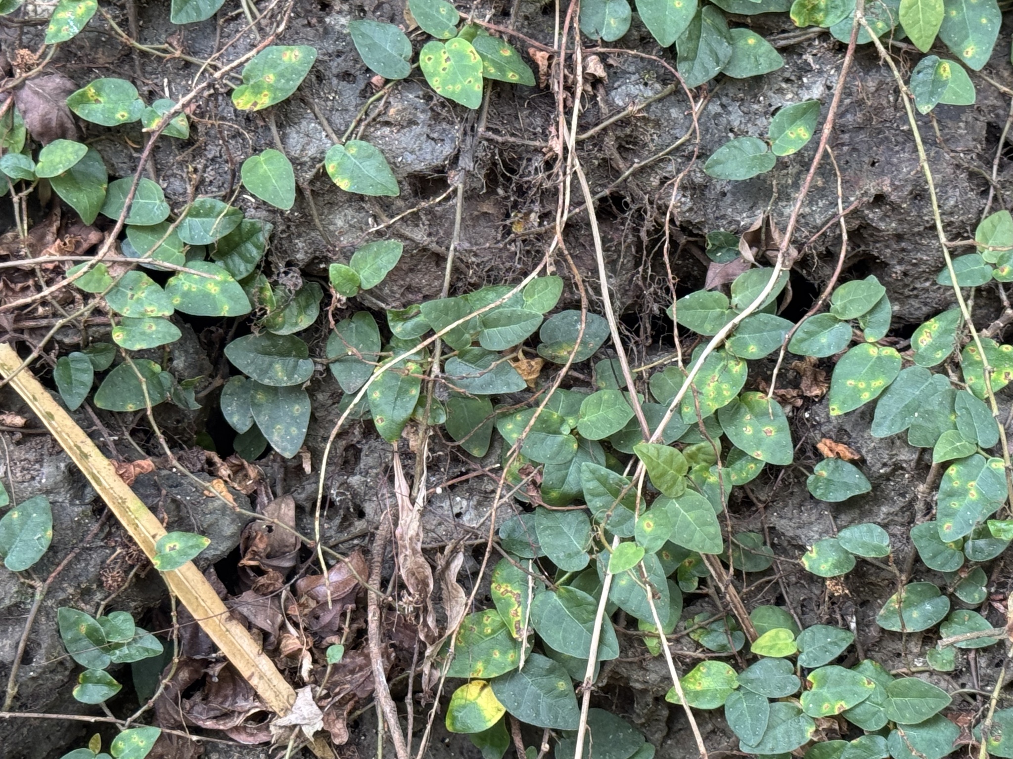 Ficus pumila — ảnh 2