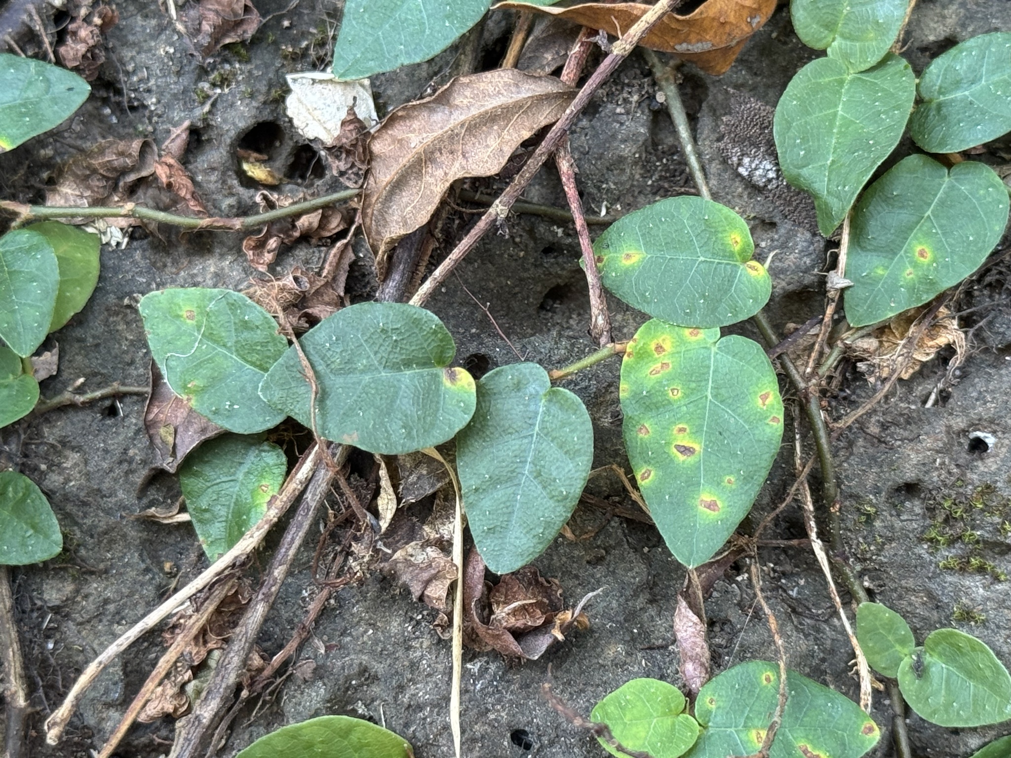 Ficus pumila — ảnh 3