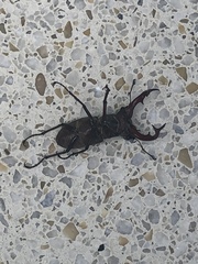 Lucanus