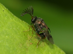 Eucharitidae