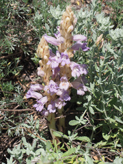 Phelipanche arenaria