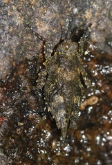 Euscelimena logani