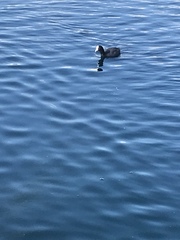 Fulica atra