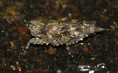 Euscelimena logani