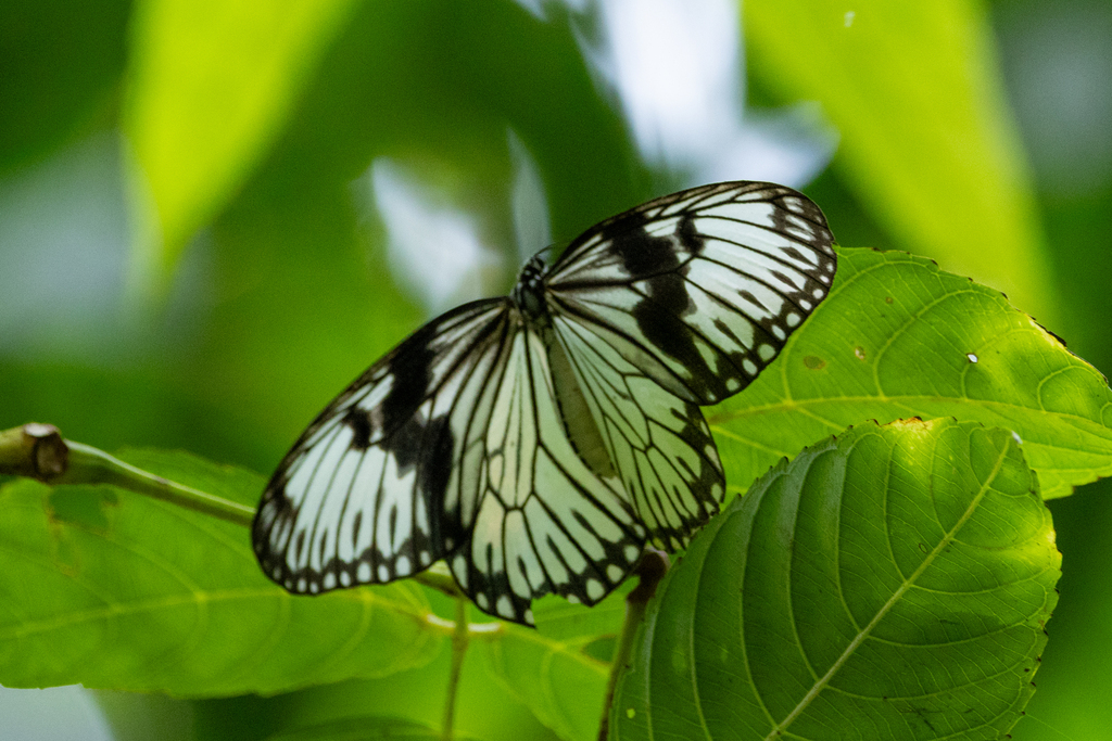 Idea durvillei (Idea durvillei)