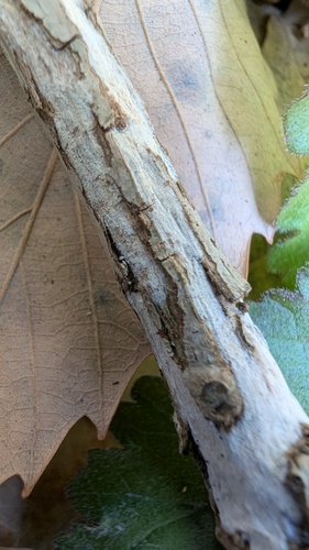 Tubulicium curvisporum