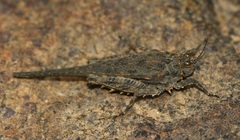 Euscelimena logani