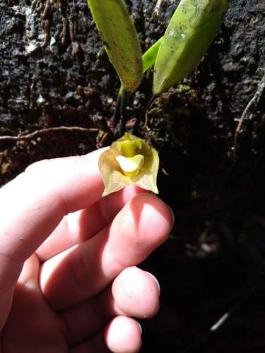 Masdevallia platyglossa