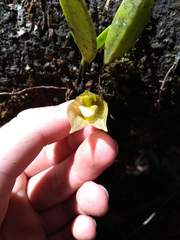 Masdevallia platyglossa