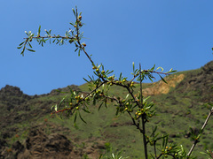 Rhamnus erythroxyloides