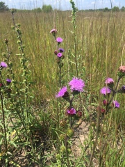 Liatris novae-angliae