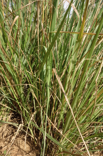 Sporobolus indicus
