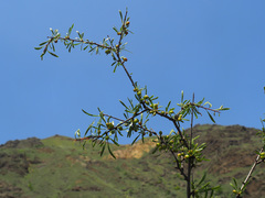 Rhamnus erythroxyloides