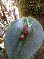 Pleurothallis cordata