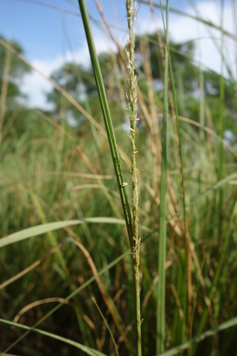 Sporobolus indicus