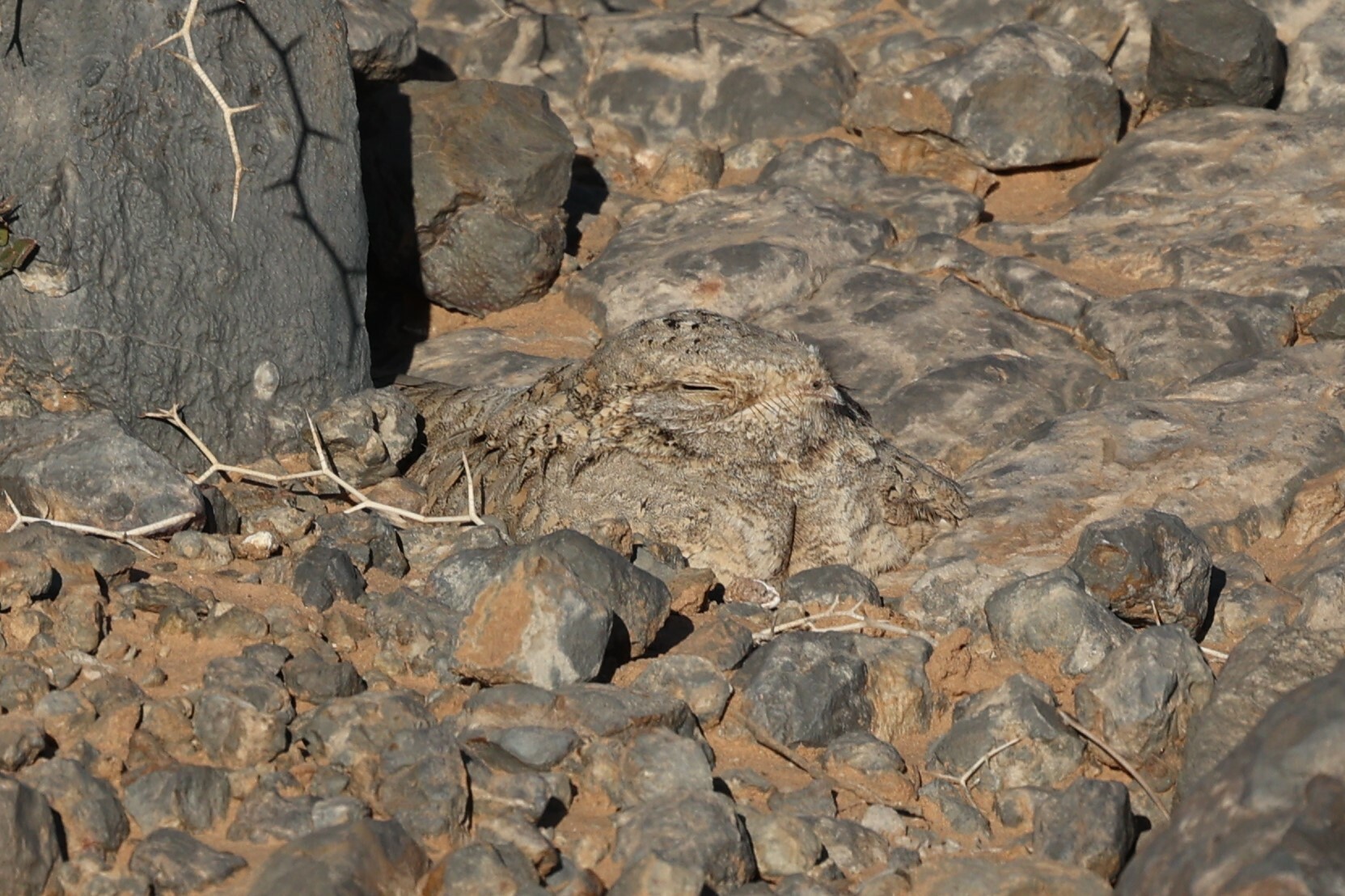 Egyptian Nightjar (Caprimulgus aegyptius), photo 3