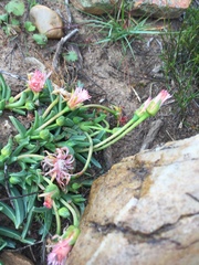 Acrodon bellidiflorus
