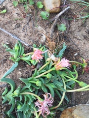 Acrodon bellidiflorus