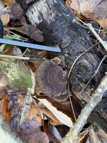 Daedaleopsis tricolor