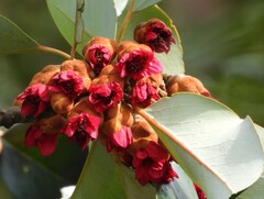 Rhodoleia championii, photograph author not stated, no rights reserved