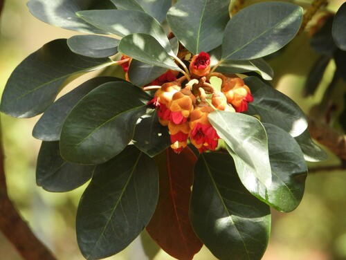 Image of Rhodoleia championii by no rights reserved
