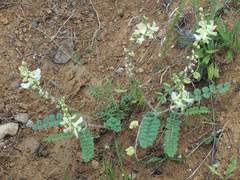 Onobrychis meschetica