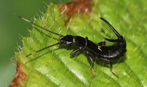 black earwig