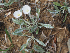 Convolvulus lineatus