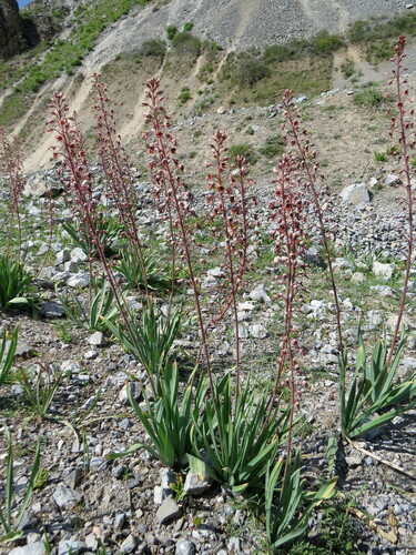 Eremurus brachystemon