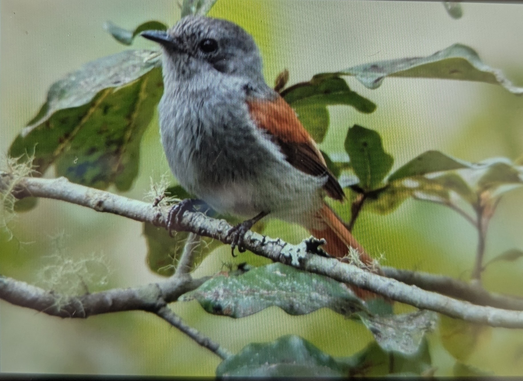 Mascarene Paradise Flycatcher (Terpsiphone bourbonnensis), photo 4
