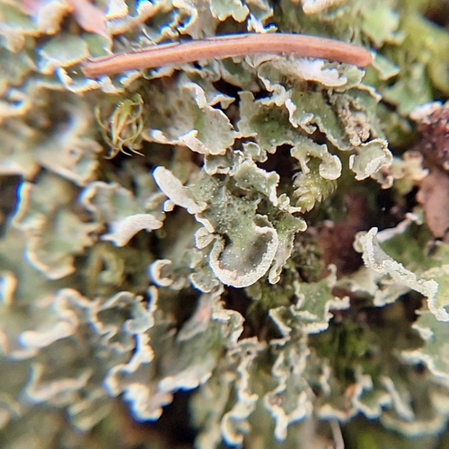 Finger-Scharlachflechte