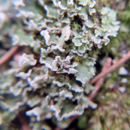 Finger-Scharlachflechte