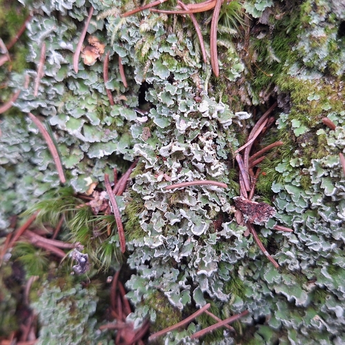 Finger-Scharlachflechte