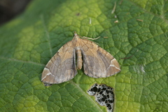 Eulithis achatinellaria
