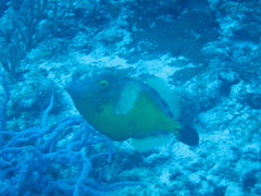 Cantherhines macrocerus