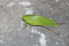 Ruidocollaris truncatolobata