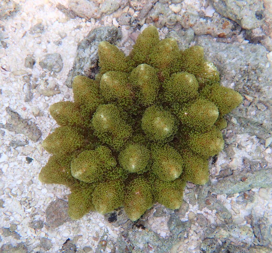 Actinodendron arboreum (Quoy & Gaimard, 1833)