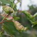 Poplar-Buttercup Gall Aphid - Photo (c) Felix Riegel, some rights reserved (CC BY-NC), uploaded by Felix Riegel