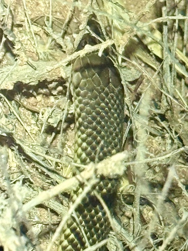 Mulga Snake sighting