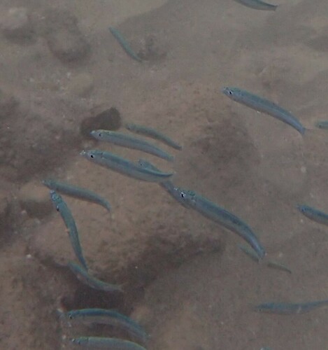 Spratelloides, 2024-10-07