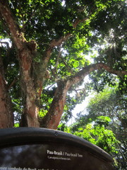 Paubrasilia echinata