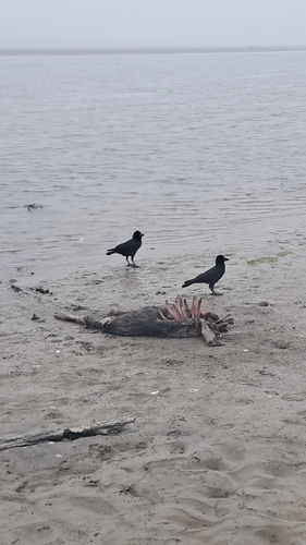 Large-billed Crow