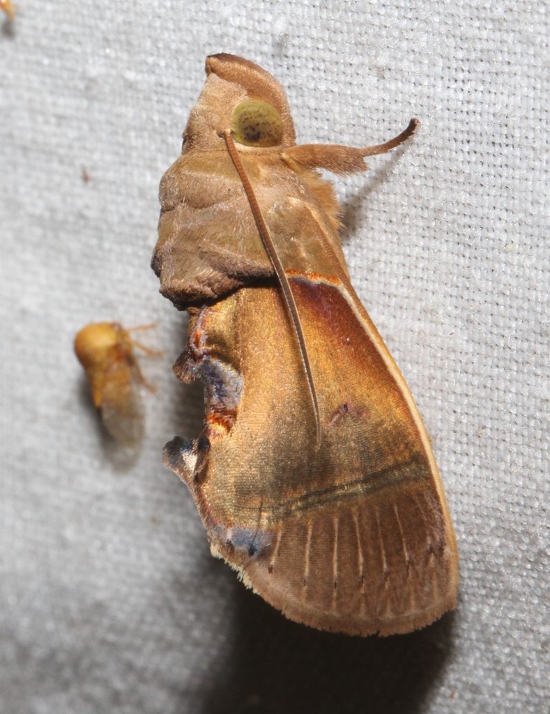 Gonodonta exquisita