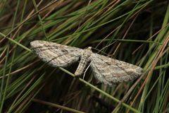 Eupithecia extensaria