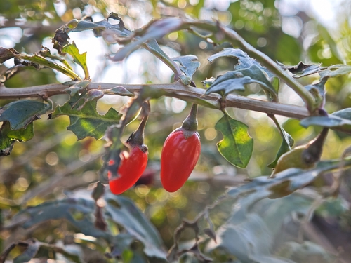 Goji