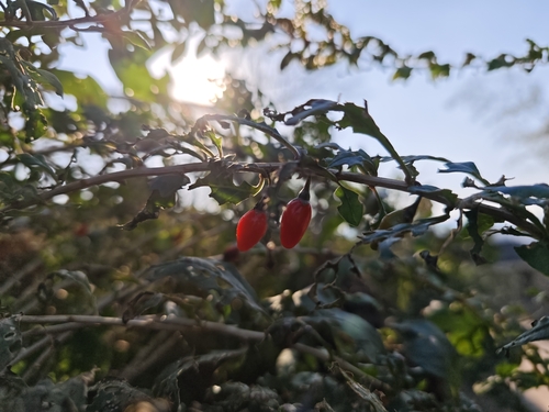 Foto de Goji