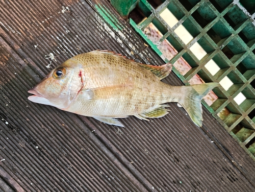 Chinese emperor (Lethrinus haematopterus) — Lethrinidae — 2